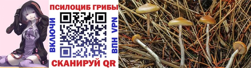 Псилоцибиновые грибы Psilocybine cubensis Бобров